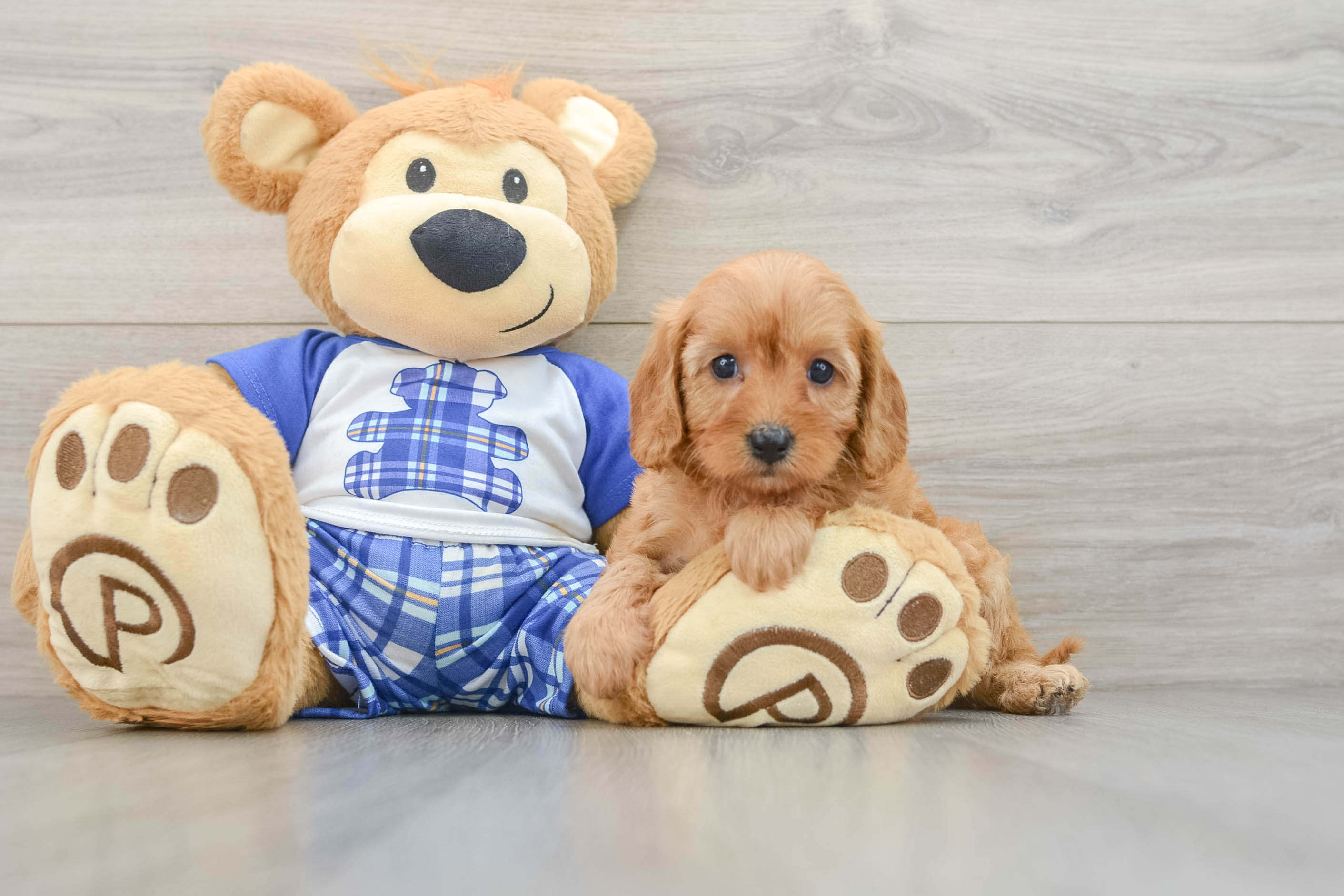 Cavapoo Pup Being Cute