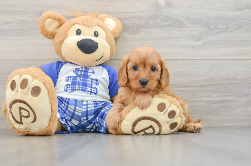 5 week old Cavapoo Puppy For Sale - Puppy Love PR