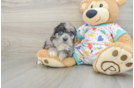Cavapoo Puppy for Adoption