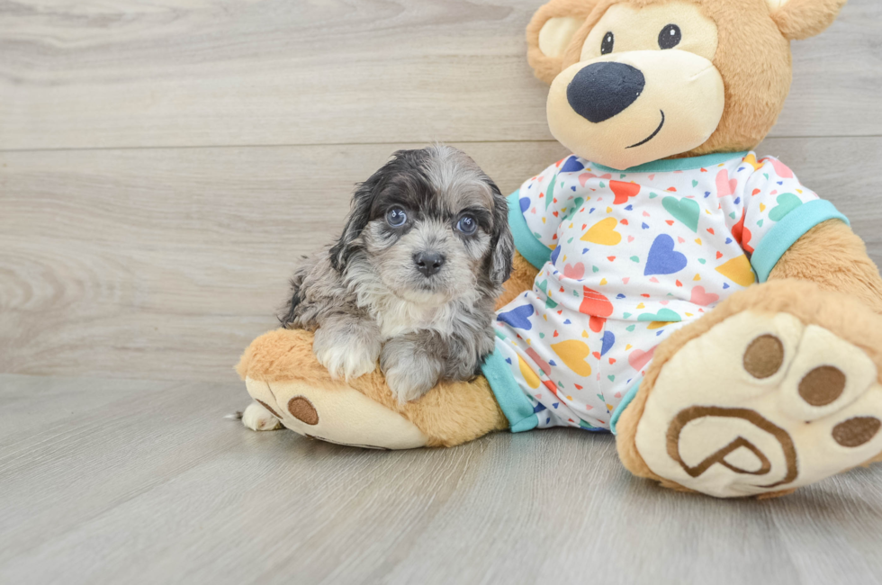 6 week old Cavapoo Puppy For Sale - Puppy Love PR