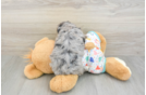 Hypoallergenic Cavadoodle Poodle Mix Puppy