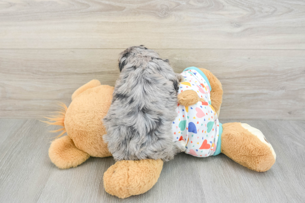 Hypoallergenic Cavadoodle Poodle Mix Puppy