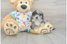 Playful Cavapoodle Poodle Mix Puppy