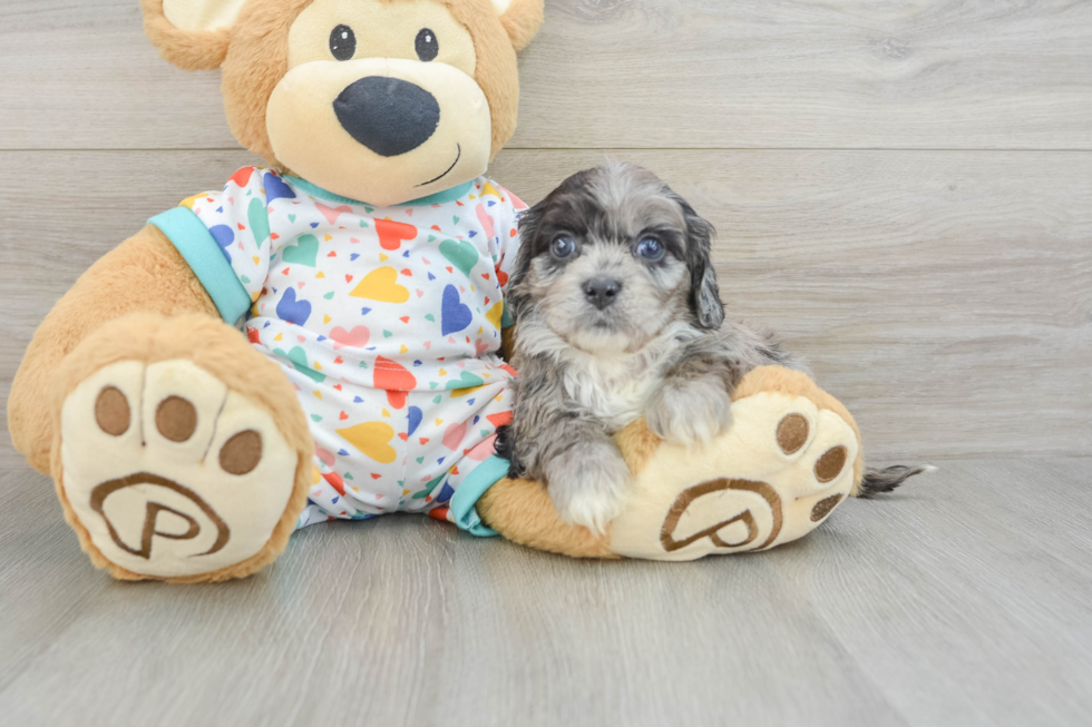 Playful Cavapoodle Poodle Mix Puppy