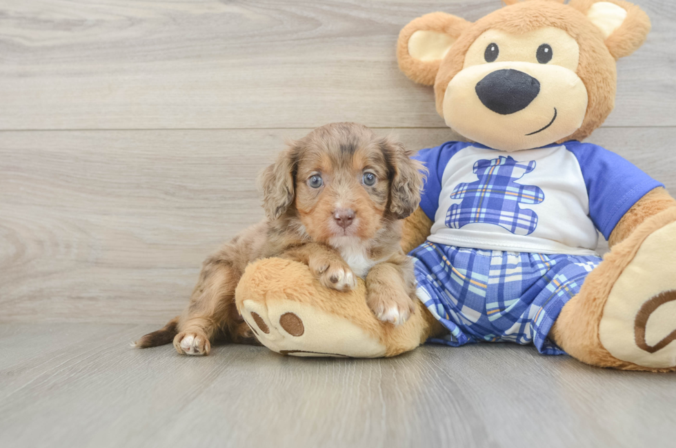 5 week old Cavapoo Puppy For Sale - Puppy Love PR
