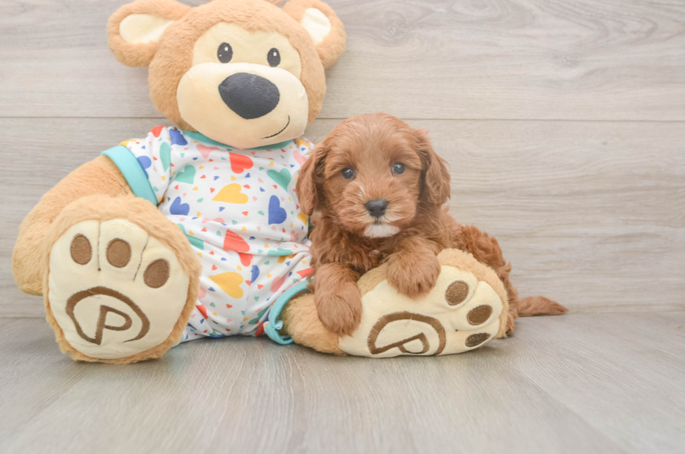 5 week old Cavapoo Puppy For Sale - Puppy Love PR