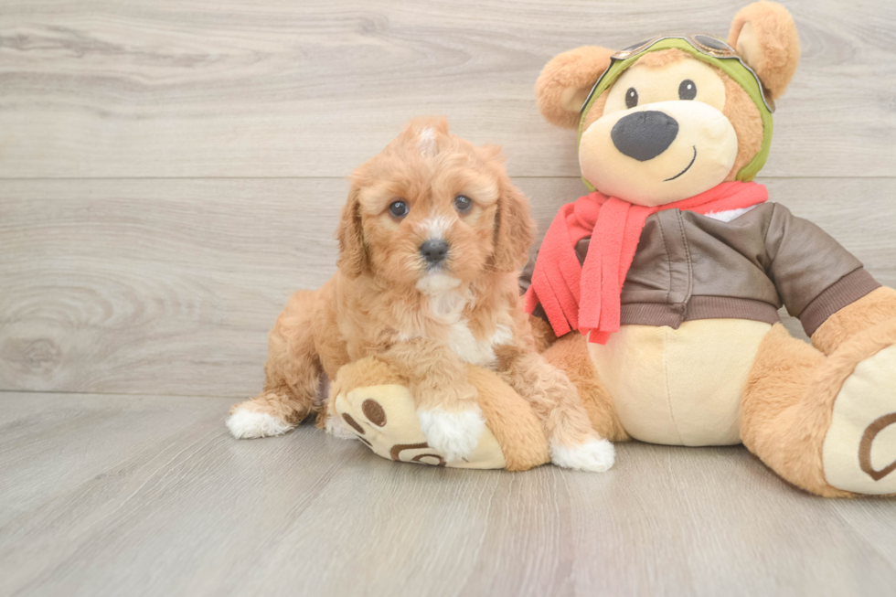 Popular Cavapoo Poodle Mix Pup