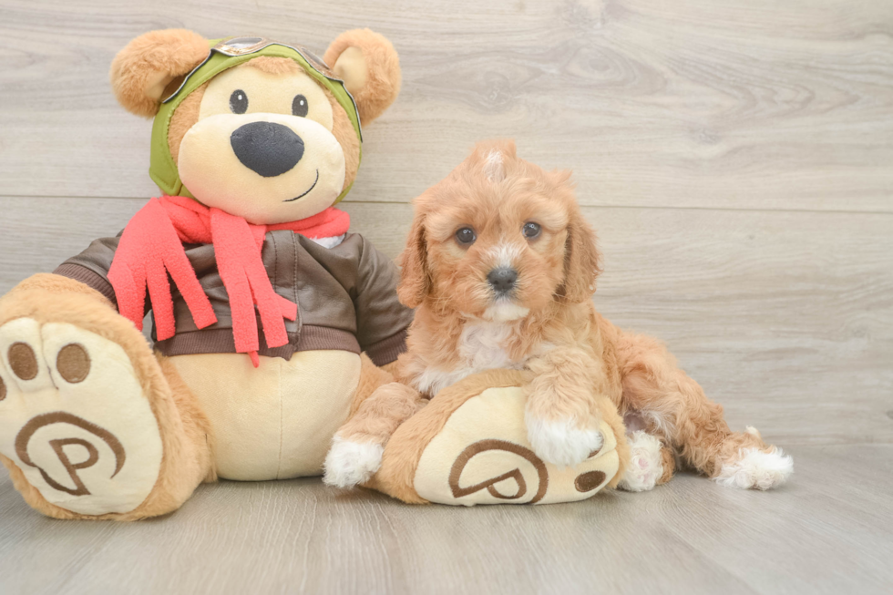 Sweet Cavapoo Baby