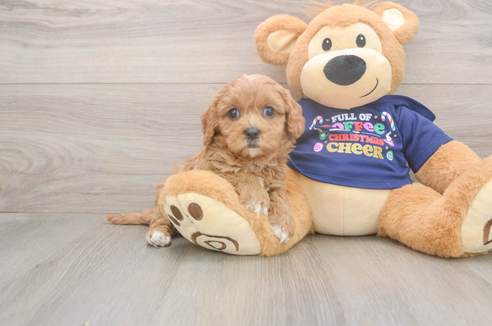5 week old Cavapoo Puppy For Sale - Puppy Love PR