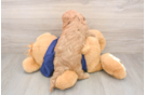 Cavapoo Puppy for Adoption