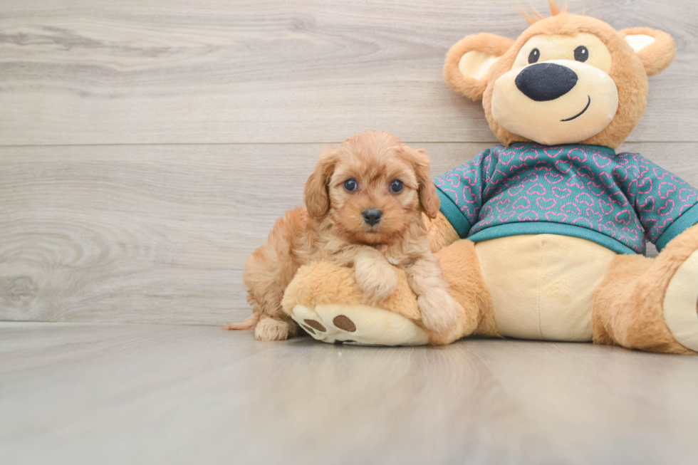 Cavapoo Pup Being Cute