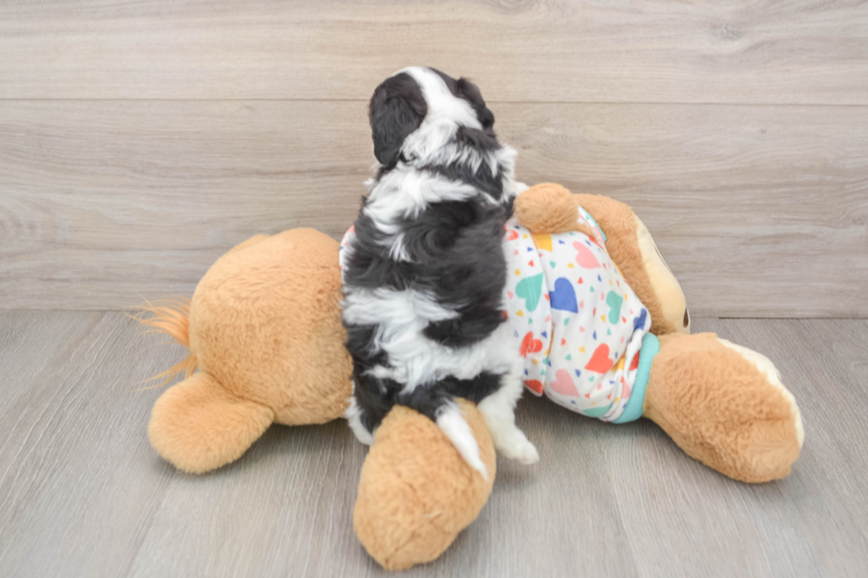 Friendly Cavapoo Baby