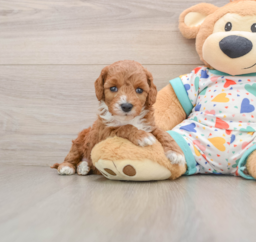 8 week old Cavapoo Puppy For Sale - Puppy Love PR