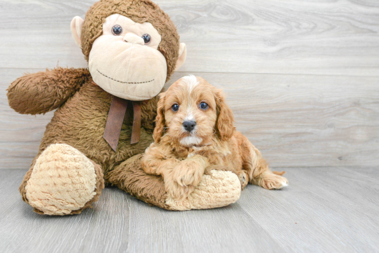 Cavapoo Pup Being Cute