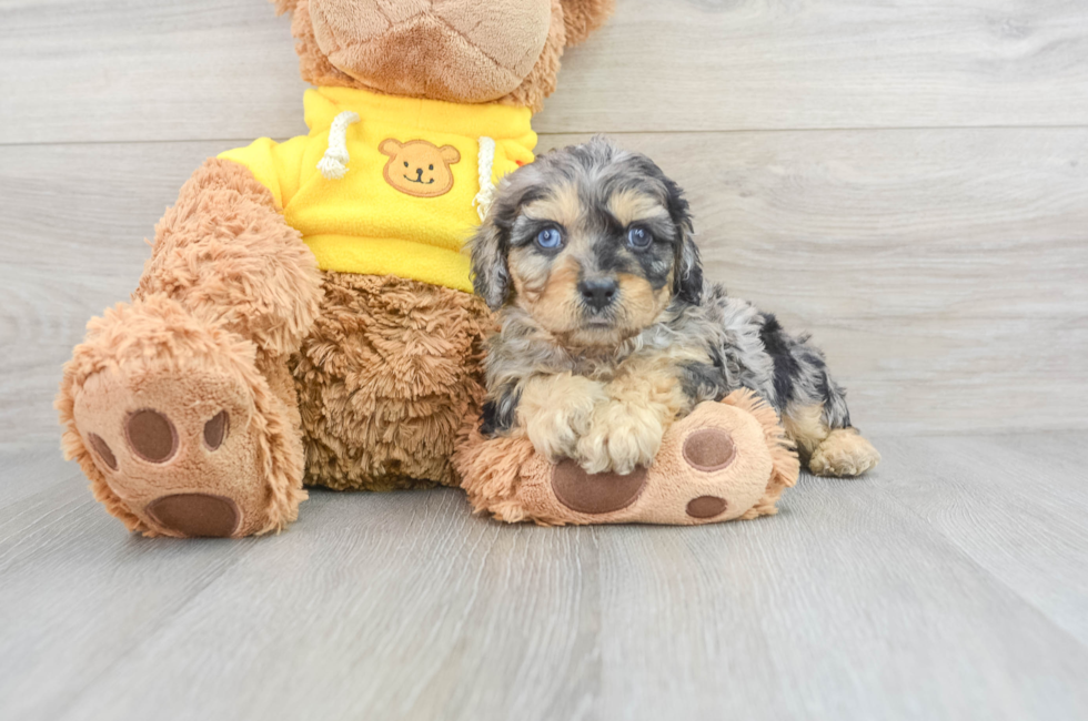 7 week old Cavapoo Puppy For Sale - Puppy Love PR