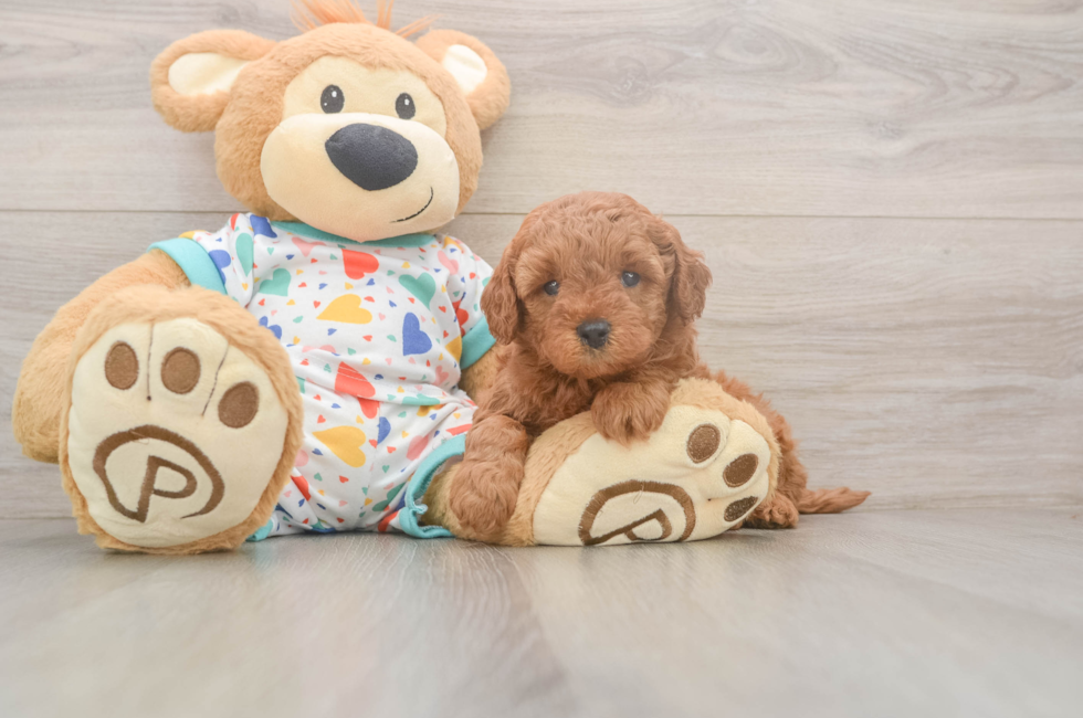 5 week old Cavapoo Puppy For Sale - Puppy Love PR