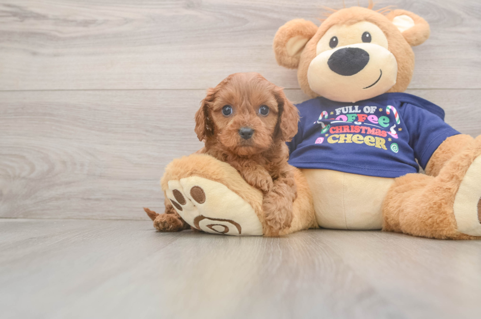 5 week old Cavapoo Puppy For Sale - Puppy Love PR