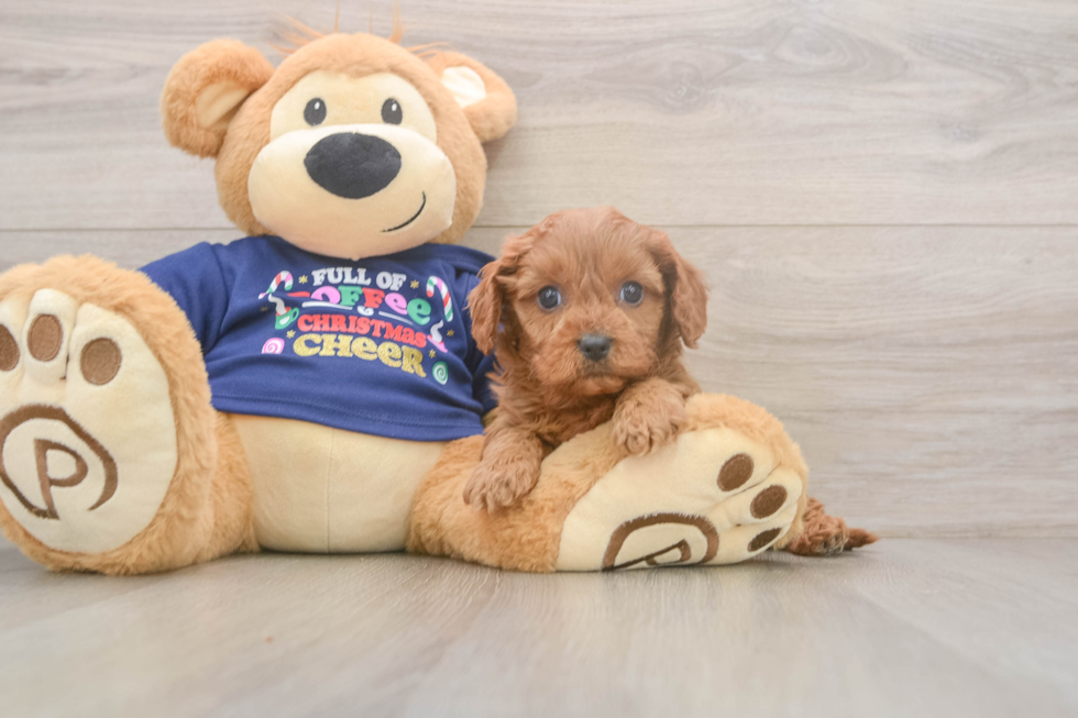 Fluffy Cavapoo Poodle Mix Pup