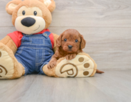 9 week old Cavapoo Puppy For Sale - Puppy Love PR