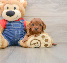 9 week old Cavapoo Puppy For Sale - Puppy Love PR