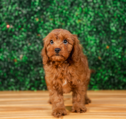 10 week old Cavapoo Puppy For Sale - Puppy Love PR