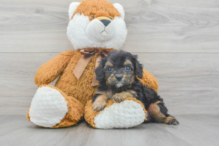 Meet Connor - our Cavapoo Puppy Photo 1/3 - Puppy Love PR Friendly Cavapoo Baby