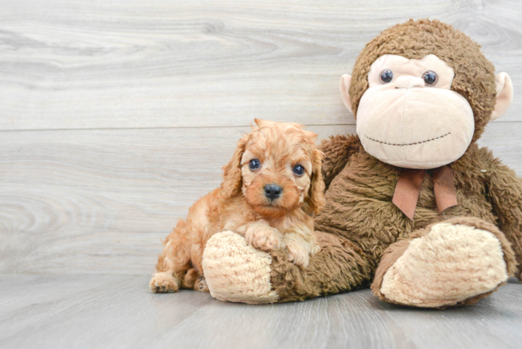 Sweet Cavapoo Baby