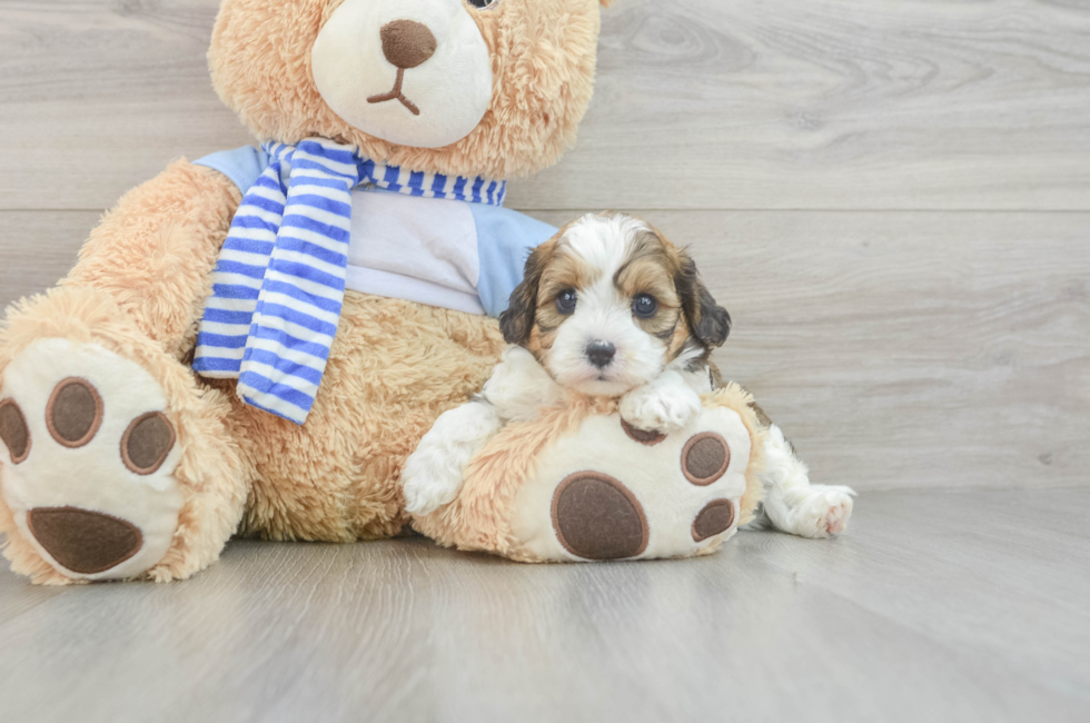 7 week old Cavapoo Puppy For Sale - Puppy Love PR