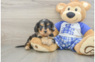 Cavapoo Puppy for Adoption
