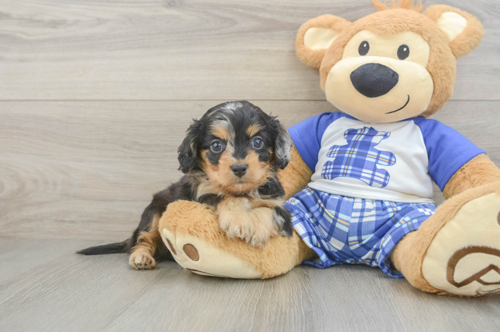 5 week old Cavapoo Puppy For Sale - Puppy Love PR