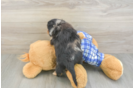 Sweet Cavapoo Baby