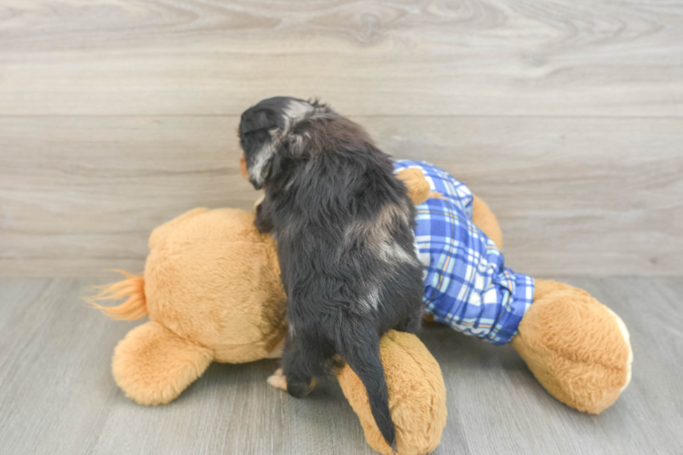 Sweet Cavapoo Baby