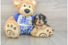 Cavapoo Pup Being Cute