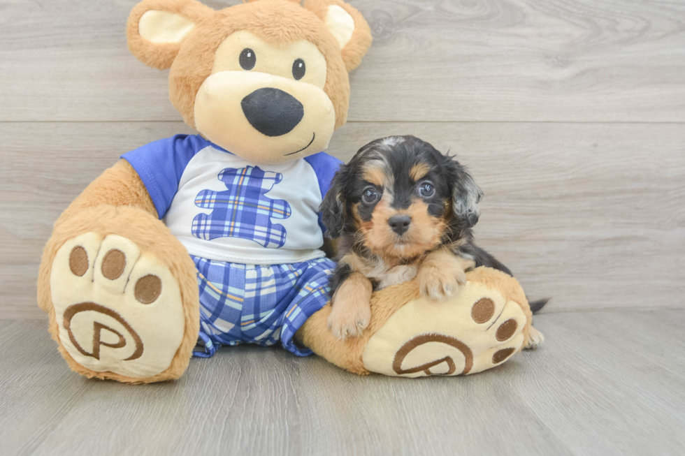 Cavapoo Pup Being Cute
