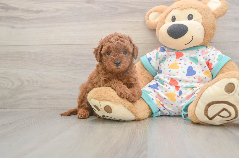 5 week old Cavapoo Puppy For Sale - Puppy Love PR