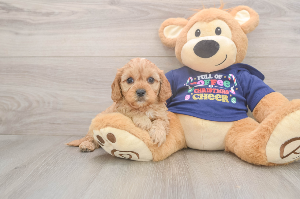 5 week old Cavapoo Puppy For Sale - Puppy Love PR