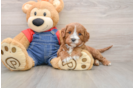 Best Cavapoo Baby