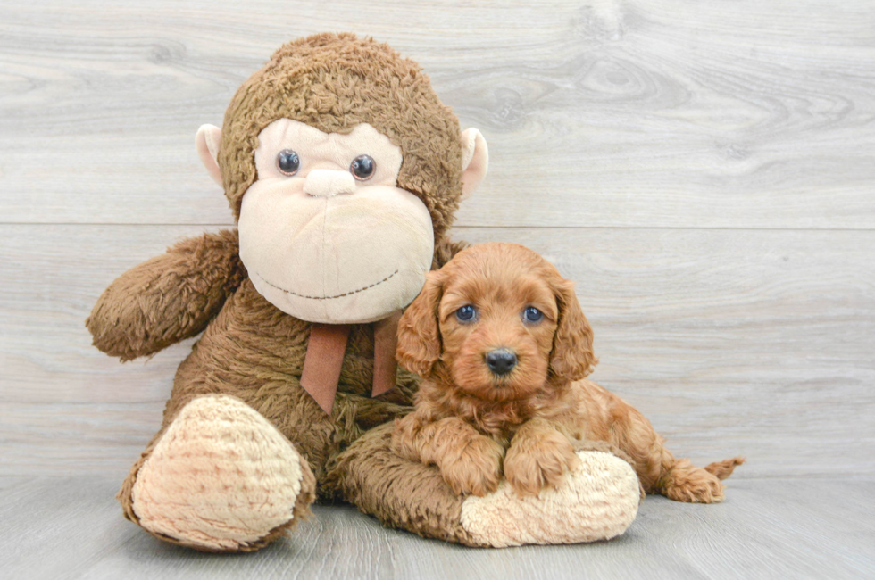 6 week old Cavapoo Puppy For Sale - Puppy Love PR