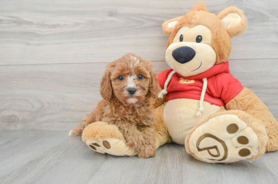 Best Cavapoo Baby