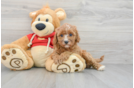 Best Cavapoo Baby