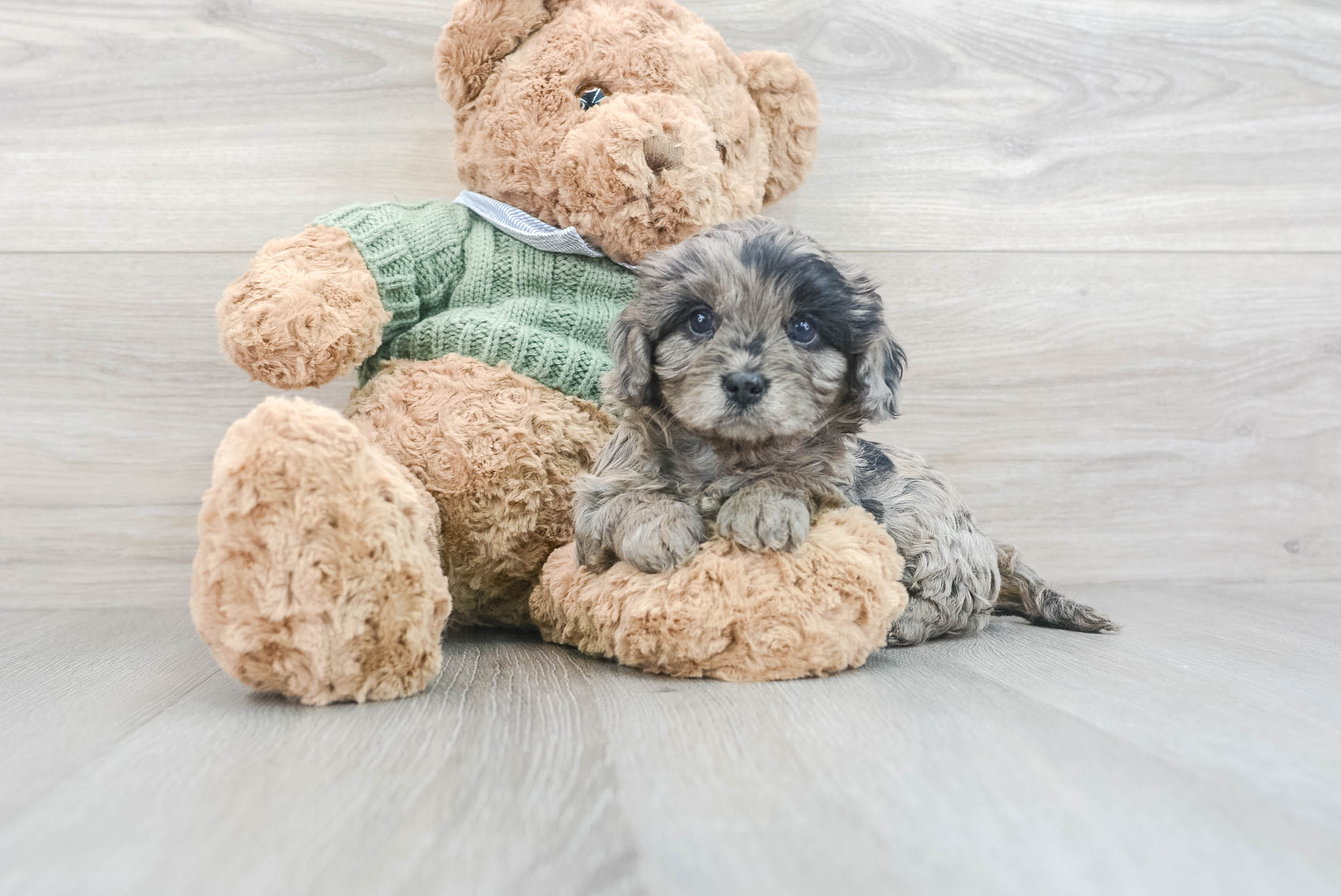 Little Cavoodle Poodle Mix Puppy