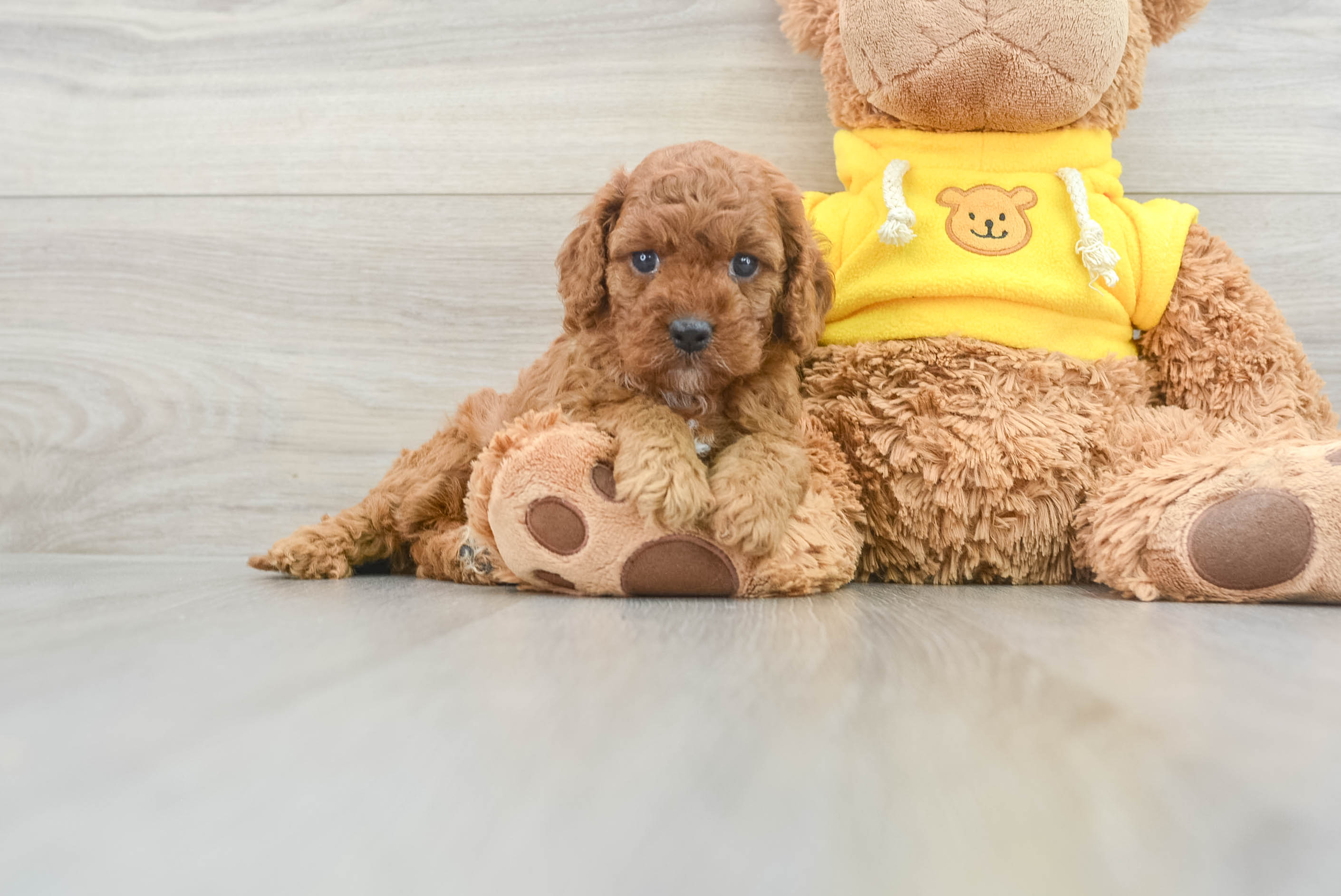 Best Cavapoo Baby