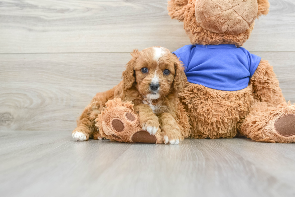 Energetic Cavoodle Poodle Mix Puppy