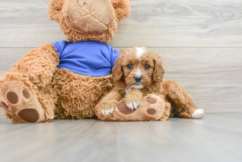 Best Cavapoo Baby