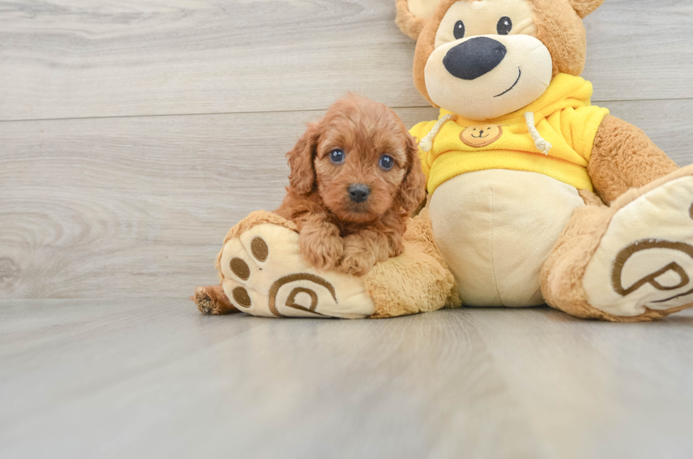 7 week old Cavapoo Puppy For Sale - Puppy Love PR