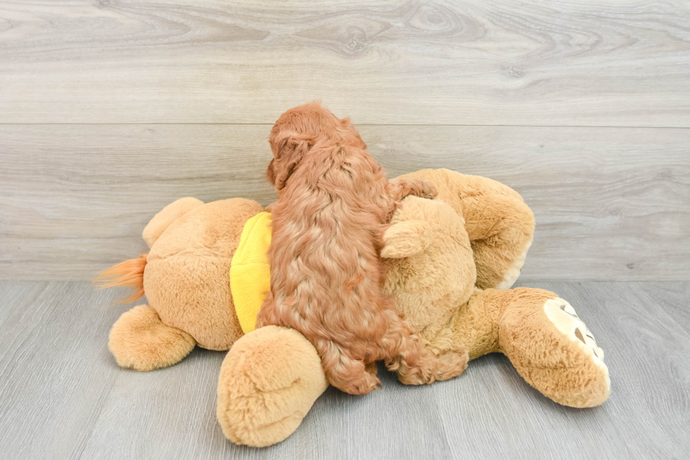 Cavapoo Pup Being Cute