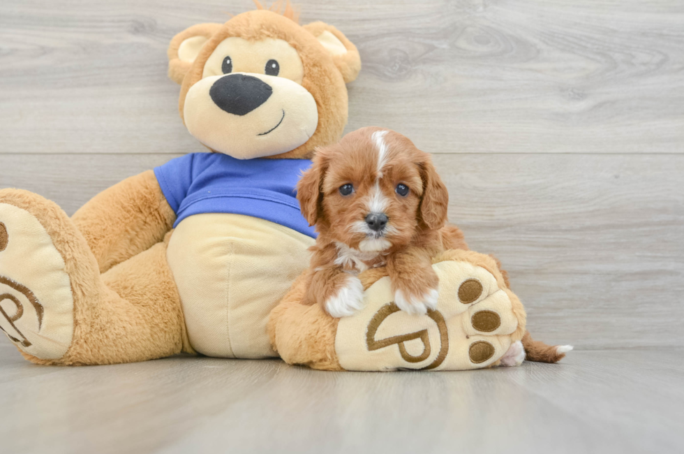 5 week old Cavapoo Puppy For Sale - Puppy Love PR