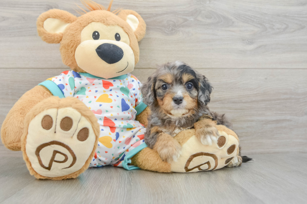 5 week old Cavapoo Puppy For Sale - Puppy Love PR