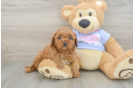 Friendly Cavapoo Baby