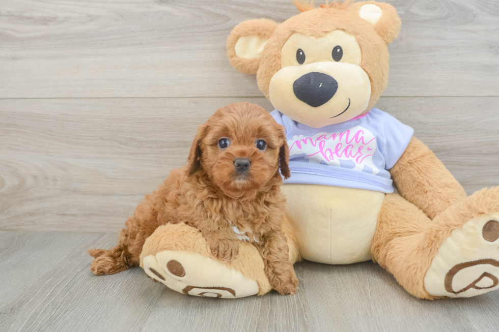 Friendly Cavapoo Baby